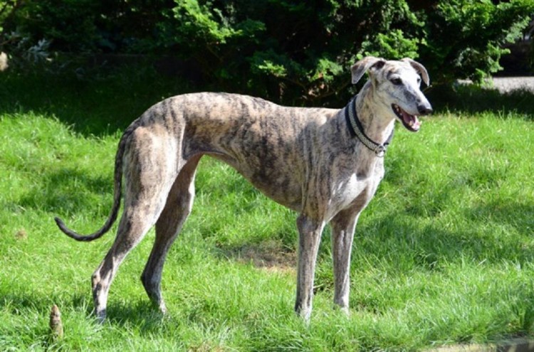 galga.jpg