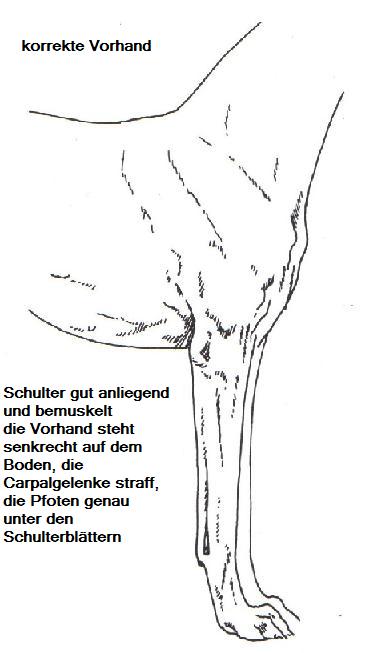 Vorhand seitlich.jpg