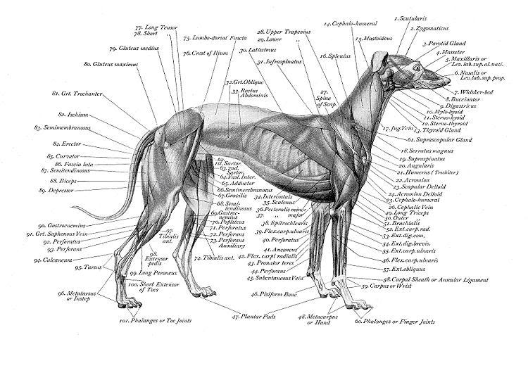 muscle_chart.jpg