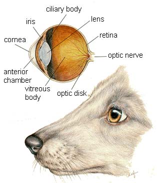 dogeye2.jpg